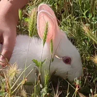 خرگوش چشم شرابی ، سفید ، سرحال
