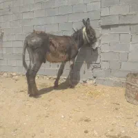 خر نر|حیوانات مزرعه|بهبهان, |دیوار