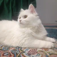 گربه میکس پرشین