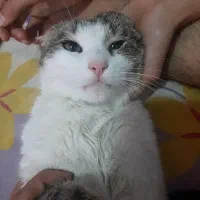 گربه با پرنده