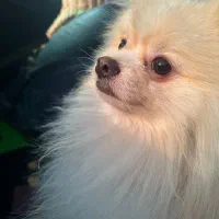 واگذاری سگ پامرانین|سگ|بندرعباس, |دیوار