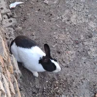 خرگوش با قیمت مناسب|موش و خرگوش|خرمشهر, |دیوار