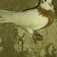 طوق زرد نر بدونم پر غلط جوون ومست دو بر گوشوار|پرنده|مرودشت, رامجرد یک|دیوار