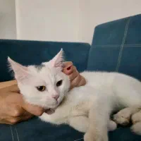 گربه|گربه|قائم‌شهر, |دیوار