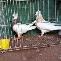 پرنده،کفتر،طوقی|پرنده|نیشابور, سرآب کوشک|دیوار