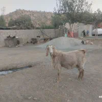 این دو عدد هم چاق هستند قیمت هیچده میلیون تمام|حیوانات مزرعه|طرهان, |دیوار