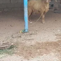 عبدالخان ...قوچ  سالم وسرحال یک سال ونیم عمرشه|حیوانات مزرعه|کرخه, |دیوار