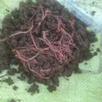 کرم خاکی زنده مخصوص ماهی گیری طعمه کپور|ماهیگیری|اصفهان, باغ فدک|دیوار