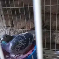 کفتر مسافتی