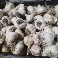 سیر رامهرمز