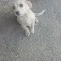 سگ اشپیتز تریر|سگ|مشهد, نوده|دیوار