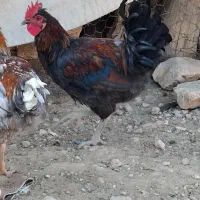 خروس محلی درجه ۱|حیوانات مزرعه|شیراز, دینکان|دیوار