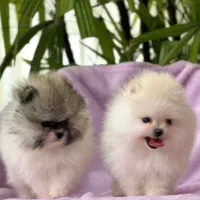 توله سگ فانتزی ریز|سگ|شیراز, معالیآباد|دیوار