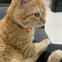 گربه میکس دی اس اچ و اسکاتیش|گربه|گرگان, |دیوار