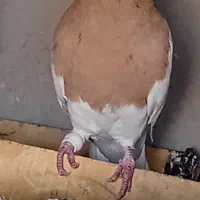 یک‌جفت ‌طوق‌زرد‌درجه‌یک