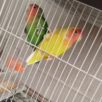یک جفت کوتوله بالغ تخم گذار