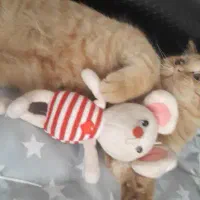 بچه گربه بریتیش|گربه|تبریز, |دیوار