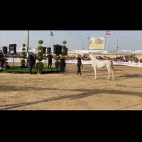 اسب عرب مصری|اسب و تجهیزات اسبسواری|اراک, |دیوار