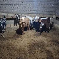 بز و بزغاله|حیوانات مزرعه|بشاریات, |دیوار