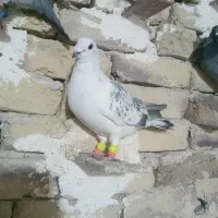 سلام به همه عشقبازان چهار تا حیون بشرط|پرنده|رشتخوار, |دیوار