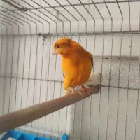 قناری حلقه به پا|پرنده|خورموج, |دیوار