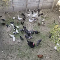 بوقلمون و قوغاز|حیوانات مزرعه|نوشین شهر, |دیوار