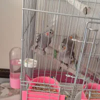 جوجه عروس دوماهه تازه دونخور وعروش هشت ماهه