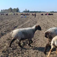 گوسفند ترکمنی