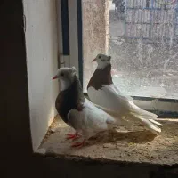 طو قی سالم جوان|پرنده|لیلان, |دیوار