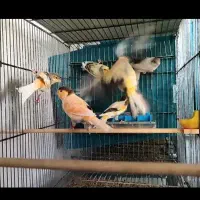انواع نژاد قناری . بجنورد|پرنده|مشهد, شهید علی محمدی|دیوار