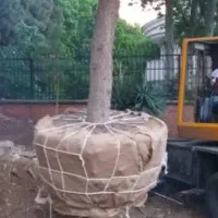 درختان ۷تا ۱۵ متر ارتفاع تبدیل زمین به باغ بزرگ|خدمات باغبانی و درختکاری|مشهد, کشاورز|دیوار