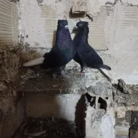 کفتر زاغ دم سفید|پرنده|مشهد, شهرک بهارستان|دیوار