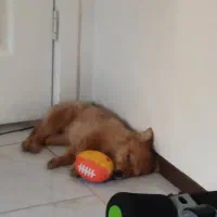 سگ پامرانین|سگ|پردیس, فاز ۱۱|دیوار