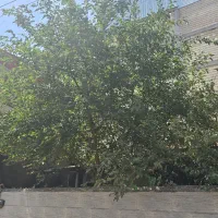 خانه ویلایی ۱۴۰متری سند/یخسازی خجسته|فروش خانه و ویلا|رشت, یخسازی|دیوار