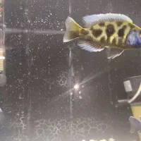 ماهی سیچیلاید|ماهی|شهرضا, |دیوار