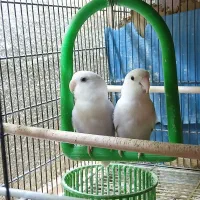 ۲ عدد کوتوله مارال سفید یاسی یک و نیم ساله|پرنده|قم, تولید دارو و یخچال|دیوار