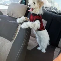 شیتزو پودل تریر|سگ|ارومیه, |دیوار