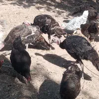 مرغ وخروس وبوقلمون