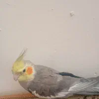 عروس هلندی سخنگو