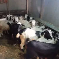 بز و بزگاله|حیوانات مزرعه|حویق, |دیوار