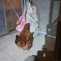 مرغ محلی ریشو وپاپر تخم گذار|حیوانات مزرعه|اردبیل, |دیوار