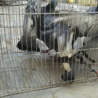 کفتر|پرنده|بیرجند, |دیوار