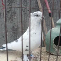 پرنده|پرنده|قم, شهرک مهدیه (مدرس)|دیوار