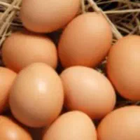تخم مرغ محلی موجود میباشد