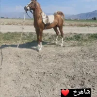 اسب|اسب و تجهیزات اسب‌سواری|مرودشت, رامجرد یک|دیوار