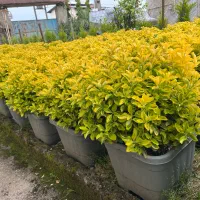 فروش شمشاد جعبه ۴۰