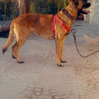 واگذاری مالینویز