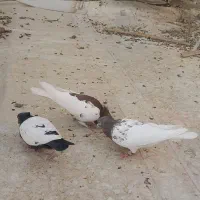 کبوتر|پرنده|مبارکه, |دیوار