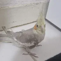 پرنده ۳ ماهه