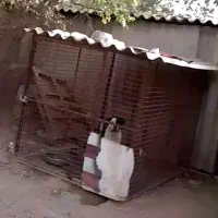 سگ پیتبول ماده تربیت شده|سگ|تهران, زهتابی|دیوار